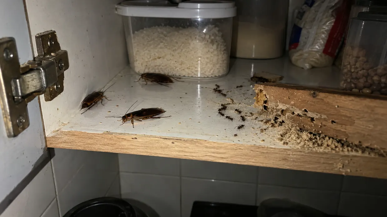 Baratas, formigas e cupim dentro de um armário de cozinha — pragas urbanas atendidas pela Essencial